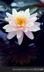 Beautiful lotus flower in pond.