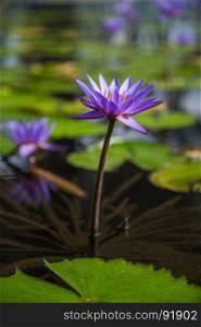beautiful lotus flower in pond at marina bay front, Singapore