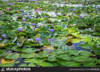 beautiful lotus flower in pond at marina bay front, Singapore