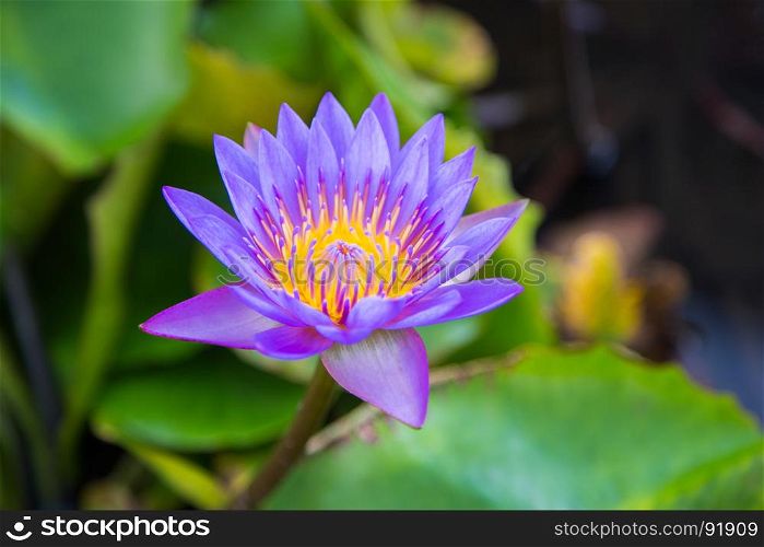 beautiful lotus flower in pond at marina bay front, Singapore