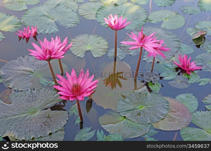 beautiful lotus flower in the pond