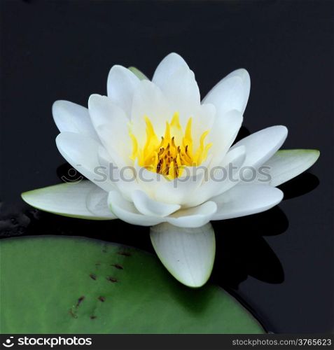 Beautiful lotus flower in the pond