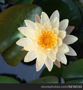 beautiful lotus flower in the pond