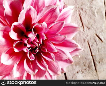 Beautiful lotus flower on the old desk