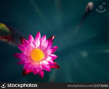 Beautiful lotus leaf near the pond, pure natural background, red lotus, lotus flower on the water surface and dark green watery leaves.