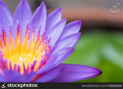 Beautiful lotus lily against in pond and green leaves