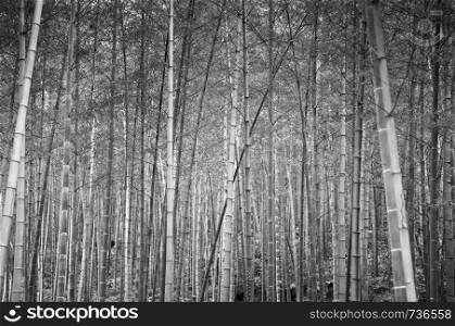 Beautiful lush and quiet China or Japan bamboo forest. Oriental Zen forest peaceful nature background concept - black and white image