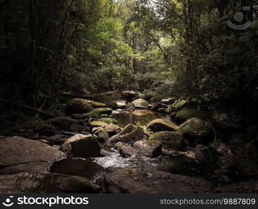 Beautiful lush green tree and water stream in deep tropical forest at Phu Kradueng National park, Loei - Thailand