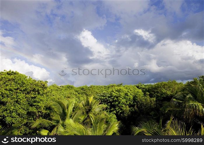 beautiful lush tropical jungle at Yucatan, Mexico