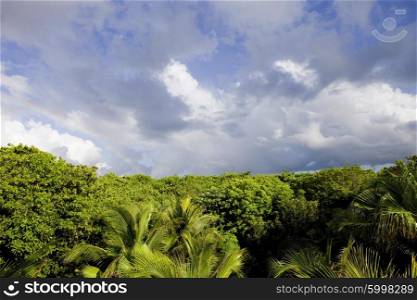 beautiful lush tropical jungle at Yucatan, Mexico