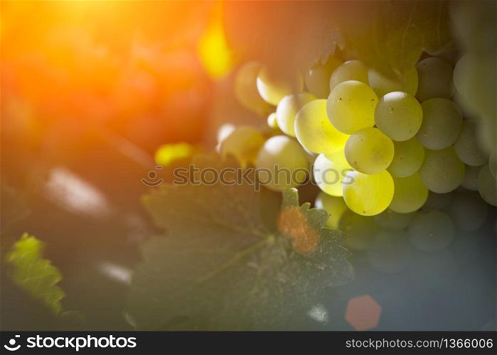 Beautiful Lush White Grape Bushels Vineyard in The Afternoon Sun.
