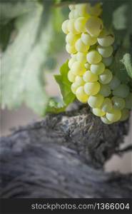 Beautiful Lush White Grape Bushels Vineyard in The Morning Sun
