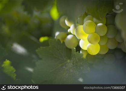 Beautiful Lush White Grape Bushels Vineyard in The Morning Sun