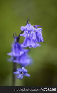 Beautiful macro close up flower portrait of Hyacinthoides Hispanica bluebells in natural forest landscape