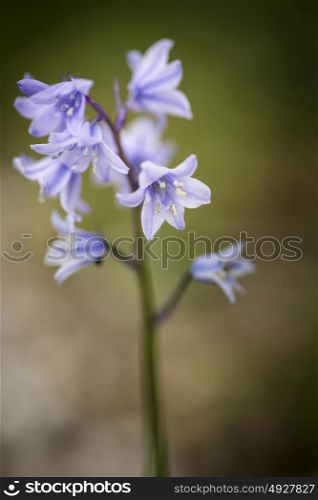 Beautiful macro close up flower portrait of Hyacinthoides Hispanica bluebells in natural forest landscape