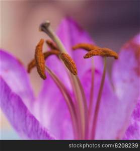 Beautiful macro close up image of vibrant colorful lily flower