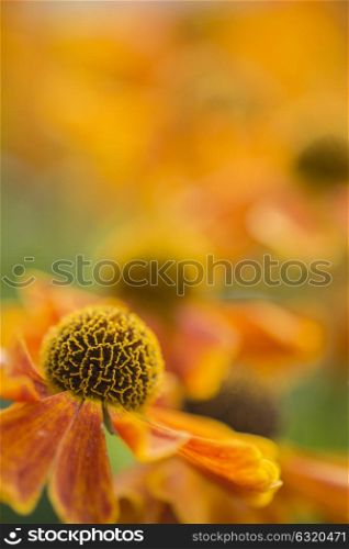 Beautiful macro close up of black eyed susan flower with shallow depth of field for effect