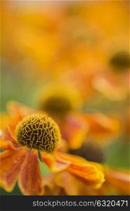 Beautiful macro close up of black eyed susan flower with shallow depth of field for effect