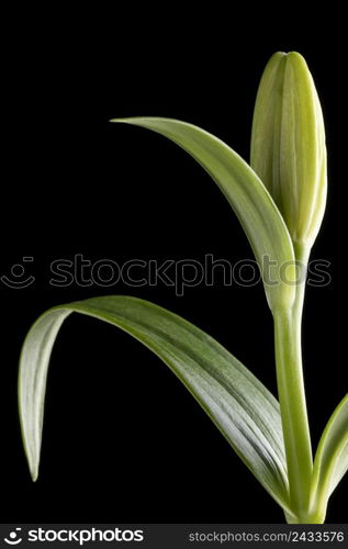 beautiful macro flower isolated black 2