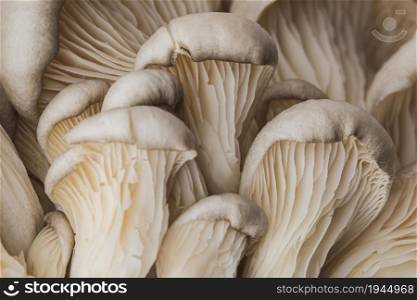 beautiful macro fresh mushroom. High resolution photo. beautiful macro fresh mushroom. High quality photo