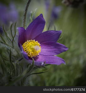 Beautiful macro image of Pulsatilla Vulgaris flower in bloom