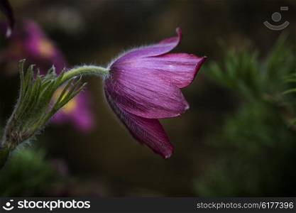 Beautiful macro image of Pulsatilla Vulgaris flower in bloom