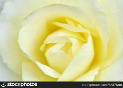 Beautiful macro of a yellow rose flower