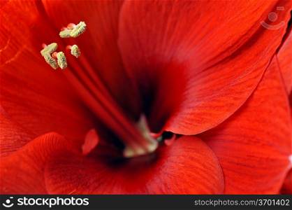 beautiful macro of amaryllis flower