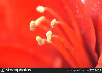 beautiful macro of amaryllis flower