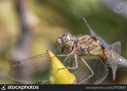 Beautiful macro of the dragonfly sitting on a twig. A dragonfly is an insect belonging to the order Odonata, infraorder Anisoptera.