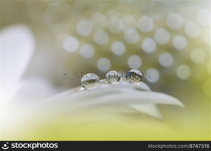 Beautiful Macro Photo.Colorful Flowers.Art Design.Magic Light.Close up Photography.Conceptual Abstract Image.Golden Background.Fantasy Floral Art.Creative Wallpaper.Beautiful Nature Background.Amazing Spring Flower.Water Drop.Copy Space.White Color.