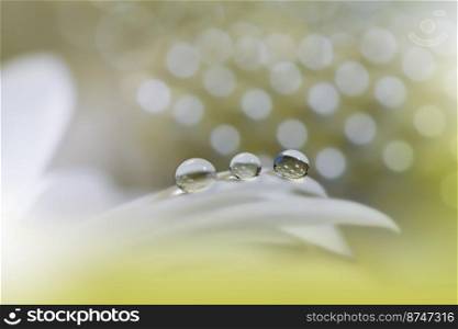 Beautiful Macro Photo.Colorful Flowers.Art Design.Magic Light.Close up Photography.Conceptual Abstract Image.Golden Background.Fantasy Floral Art.Creative Wallpaper.Beautiful Nature Background.Amazing Spring Flower.Water Drop.Copy Space.White Color.