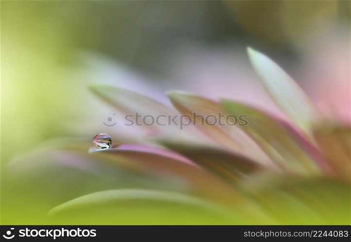 Beautiful Macro Photo.Colorful Flowers.Border Art Design.Magic Light.Close up Photography.Conceptual Abstract Image.Pink and Green Background.Fantasy Floral Art.Creative Wallpaper.Beautiful Nature Background.Amazing Spring Flower.Water Drop.Copy Space.