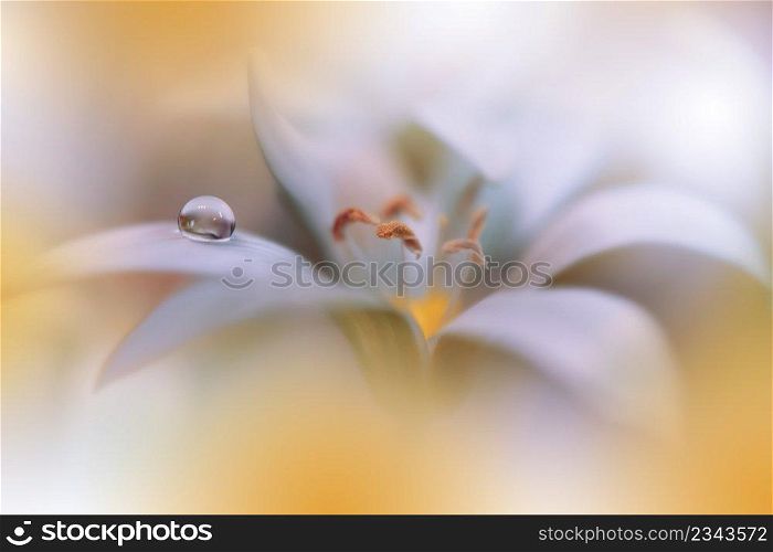 Beautiful Macro Photo.Colorful Flowers.Border Art Design.Magic Light.Close up Photography.Conceptual Abstract Image.Yellow and Orange Background.Fantasy Floral Art.Creative Wallpaper.Beautiful Nature Background.Amazing Spring Flower.Water Drop.Copy Space.