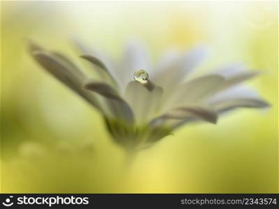 Beautiful Macro Photo.Colorful Flowers.Border Art Design.Magic Light.Close up Photography.Conceptual Abstract Image.Yellow and Green Background.Fantasy Floral Art.Creative Wallpaper.Beautiful Nature Background.Amazing Spring Flower.Water Drop.Copy Space.