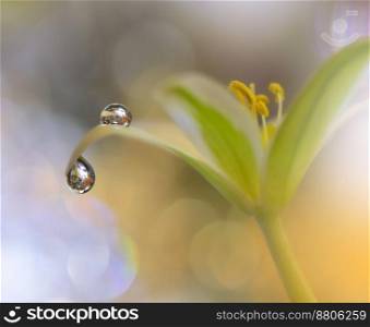 Beautiful Macro Photo.Dream Flowers.Border Art Design.Magic Light.Close up Photography.Conceptual Abstract Image.Yellow Background.Fantasy Floral Art.Creative Wallpaper.Beautiful Nature Background.Amazing Spring Flower.Water Drop.Copy Space.Green Color.