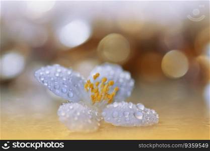 Beautiful Macro Photo.Jasmine Flowers.Art Design. Close up Photography.Conceptual Abstract Image.Golden Background.Fantasy Floral Art.Creative Wallpaper.Beautiful Nature Background.Spring White Flower.Copy Space.Wedding Invitation.Aroma,perfume.Drops.