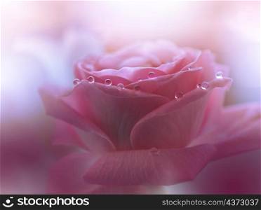 Beautiful Macro Photo.Magic Rose Flower.Border Art Design.Magic Light.Extreme Close up Photography.Conceptual Abstract Image.White and Pink Background.Fantasy Art.Creative Wallpaper.Beautiful Nature Background.Amazing Spring Flowers.Water Drops.Copy Space