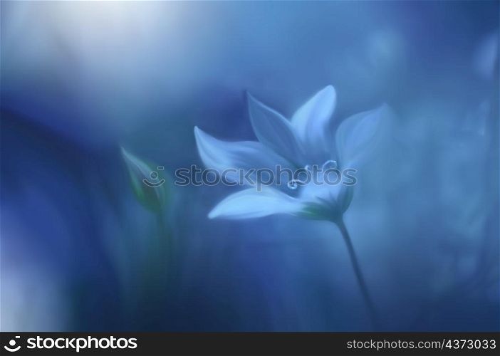 Beautiful Macro Photo.Magic White Flower.Border Art Design.Magic Light.Extreme Close up Photography.Conceptual Abstract Image.White and Blue Background.Fantasy Art.Creative Wallpaper.Beautiful Nature Background.Amazing Spring Flowers.Copy Space.