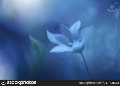 Beautiful Macro Photo.Magic White Flower.Border Art Design.Magic Light.Extreme Close up Photography.Conceptual Abstract Image.White and Blue Background.Fantasy Art.Creative Wallpaper.Beautiful Nature Background.Amazing Spring Flowers.Copy Space.