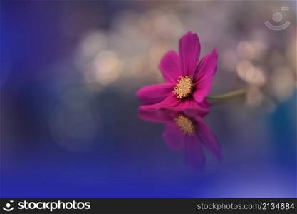 Beautiful Macro Photo.Pink Flowers.Border Art Design. Magic Light.Extreme Close up Photography.Conceptual Abstract Image.Blue Background.Fantasy Art.Creative Wallpaper.Beautiful Nature Background.Amazing Spring Cosmos Flower.Copy Space.Wedding Invitation.