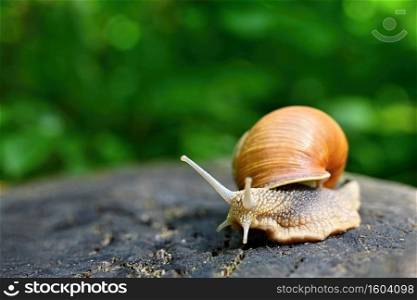 Beautiful macro shot of a snail with a shell