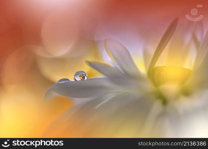 Beautiful Macro Shot of Magic Flowers.Border Art Design.Magic Light.Extreme Close up Photography.Conceptual Abstract Image.Yellow and Orange Background.Fantasy Art.Creative Wallpaper.Beautiful Nature Background.Amazing Spring Flower.Water Drop.Copy Space.