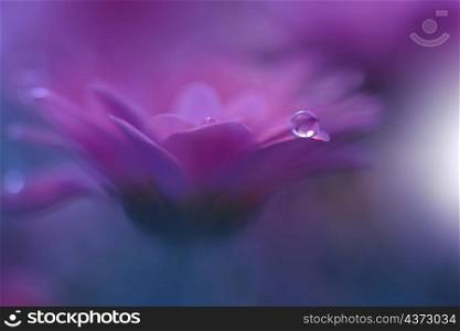 Beautiful Macro Shot of Magic Flowers.Border Art Design.Magic Light.Extreme Close up Photography.Conceptual Abstract Image.Violet and Blue Background.Fantasy Art.Creative Wallpaper.Beautiful Nature Background.Amazing Spring Flower.Water Drop.Copy Space.