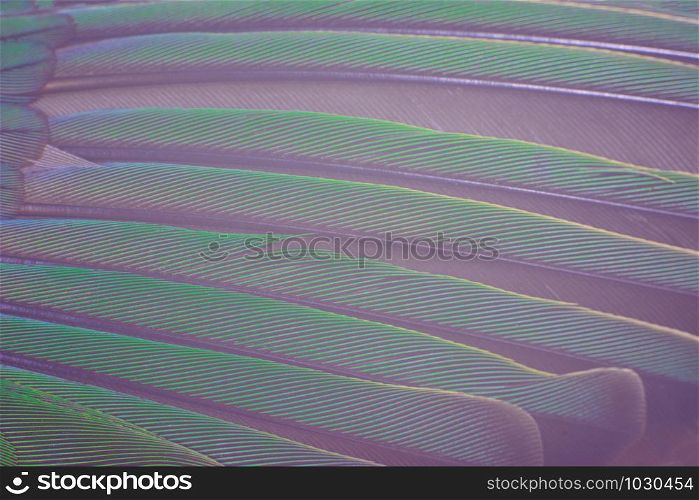 Beautiful macro wing parrot feather pattern texture background