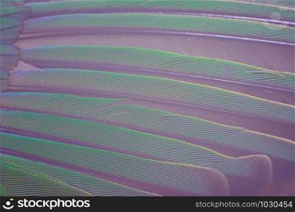 Beautiful macro wing parrot feather pattern texture background