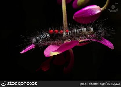 Beautiful macro worm on the plant