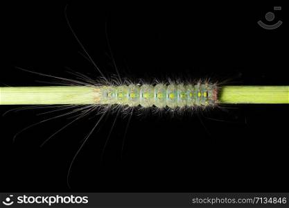 Beautiful macro worm on the plant