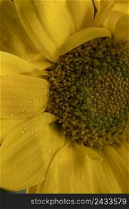 beautiful macro yellow flower 2