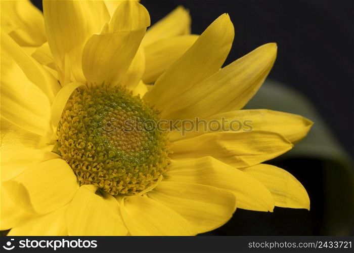 beautiful macro yellow flower
